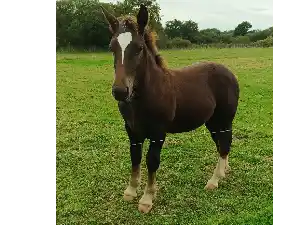 Image de PILPOUZ KERGUIRIDIC