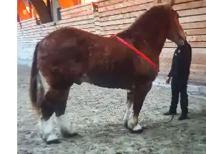 Image de OCEAN DE BOLOI