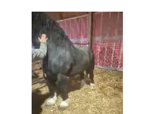 Image de MISTRAL DU PRE BALY