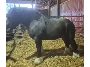 Image de MISTRAL DU PRE BALY