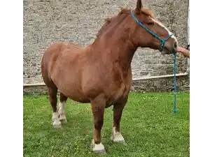 Image de KILKENNY DE KERDAVID