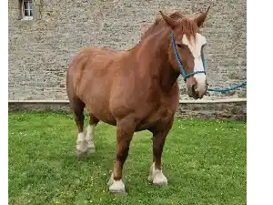Image de KILKENNY DE KERDAVID