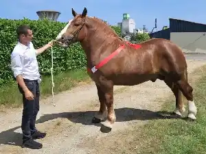 Image de OKAPI DE KERJEAN