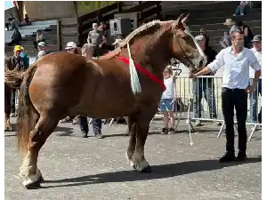 Image de OKAPI DE KERJEAN