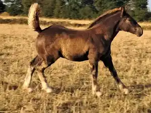 Image de QUALINE DE LAUNAY