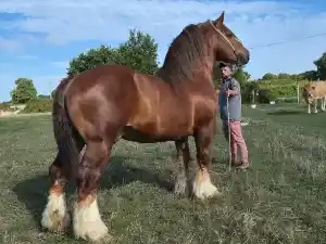 Image de GALOPIN DE KERGUELVEN