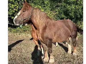 Image de DYXIE DU CRANN