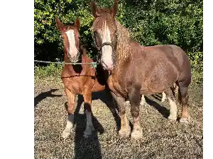 Image de DYXIE DU CRANN