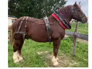 Image de ECLATANT DE LA GRANGE