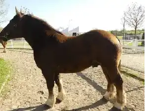 Image de MICHKA DU MAS