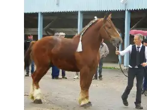 Image de NEO DE BROS