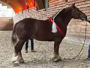 Image de OBELIX DE LA SANERA (ESP)