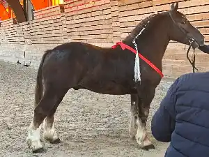 Image de OBELIX DE TY NEVEZ