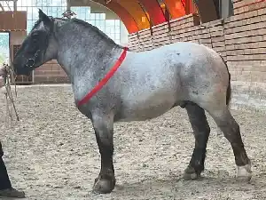 Image de OBELIX DU BRIZARD