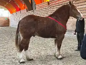 Image de OCEAN DE BOLOI