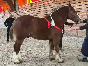 Image de OEILLET DE L'HOMMEE