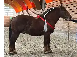 Image de OLYMPIC DU BOURGNEUF