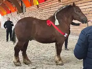 Image de OMEGA DE LA CLARTE