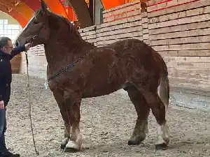 Image de OMER DE TOUL