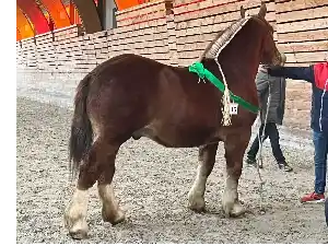 Image de ORWEN DE LANDI