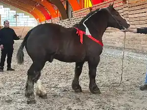 Image de OSLO DE L'HOPITAL