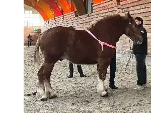 Image de OYRSCHOT DU CHAPEL