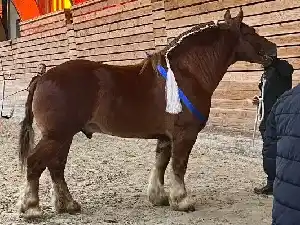 Image de OZIL D'YVRIEUL