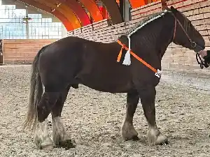 Image de NEMO DE BOESSEL