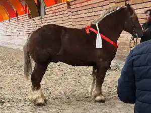 Image de NEVEZ KE GONAN