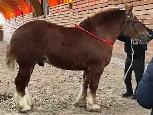 Image de NUAGE D'AVAILLES