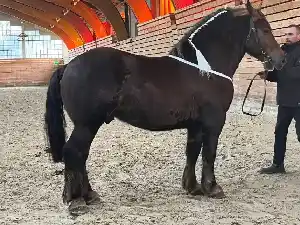 Image de NYKE DE PLOUM