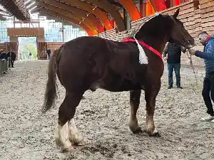 Image de NYKOS DE GOUES BIHAN