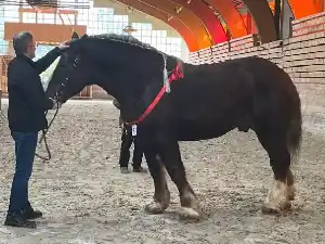 Image de MAJOR LA TIRELIERE