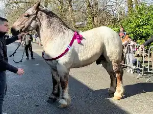 Image de OBELIX DE KERSOLEC