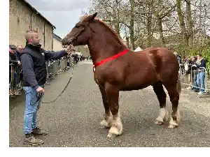 Image de ODEBEAUFORT