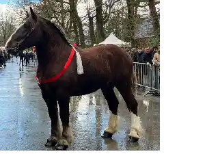 Image de OLYMPIQUE DU TREPAS