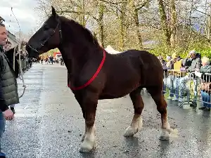 Image de OREO DE CELHAY