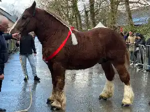 Image de OREO DU BOT