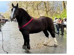 Image de OSCAR DE KERHERVE