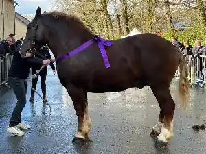 Image de OSLO DE QUEROU