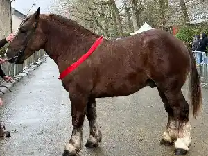 Image de OURAGAN AN ABAD