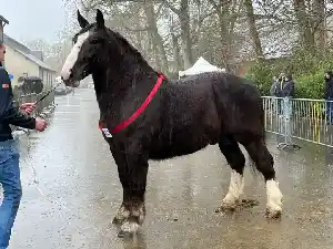 Image de OURAGAN DE KERZA