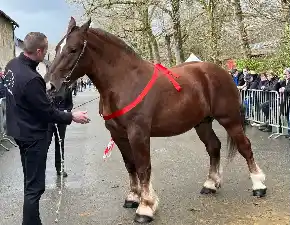 Image de OZLO DU CRANN