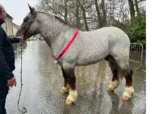 Image de NAOUS DE PARC MORVAN