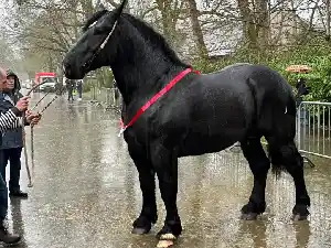 Image de NINON DU PARC