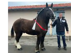Image de NEPTUNO CAL GINESTA (ESP)
