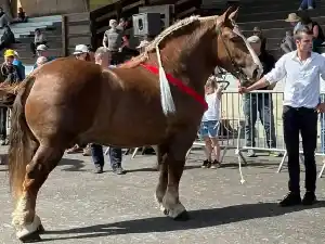 Image de OKAPI DE KERJEAN